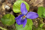 Viola hirta