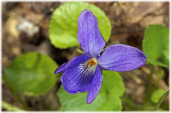 Viola hirta