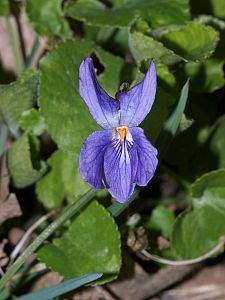 Viola odorata