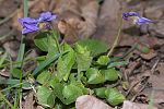 Viola odorata