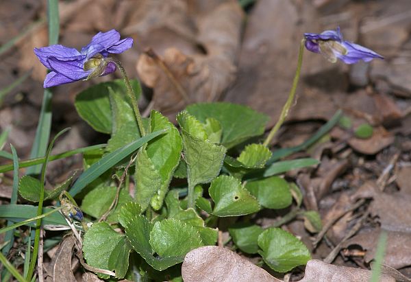 Viola odorata