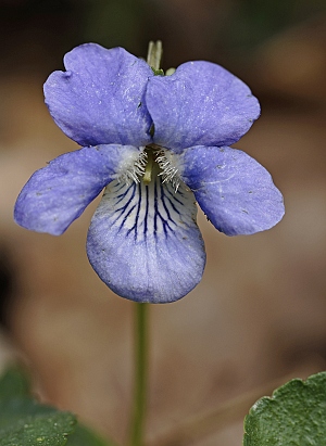 Viola reichenbachiana