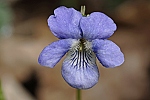 Viola reichenbachiana