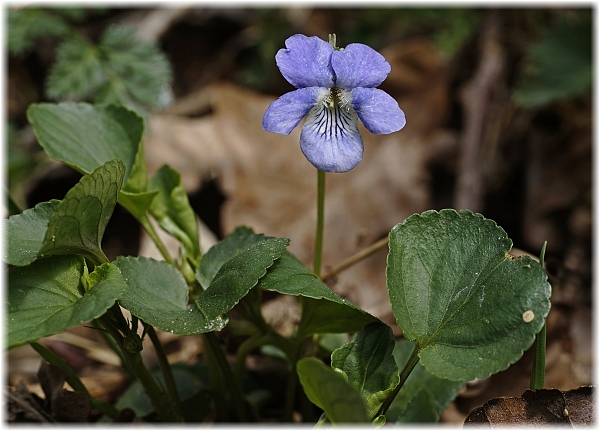 Viola reichenbachiana