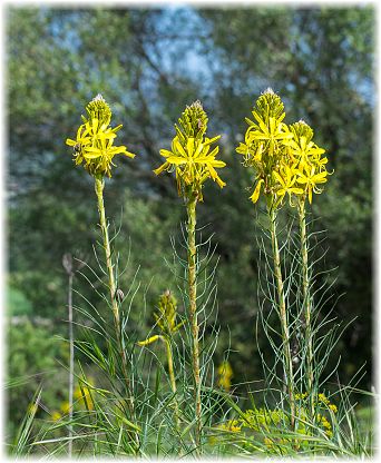 Asphodeline lutea