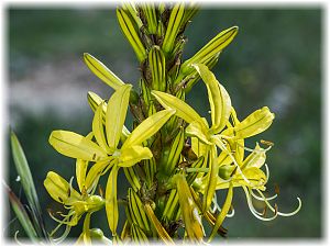 Asphodeline lutea