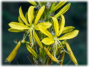 Asphodeline lutea