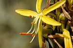 Asphodeline lutea