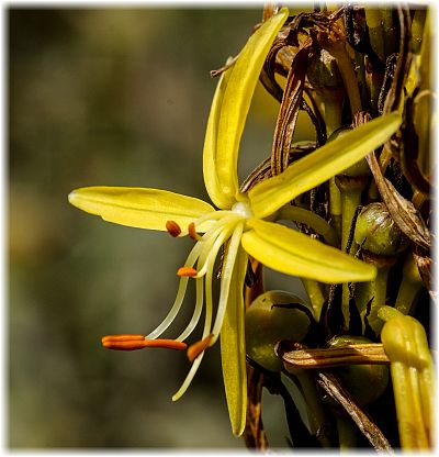 Asphodeline lutea