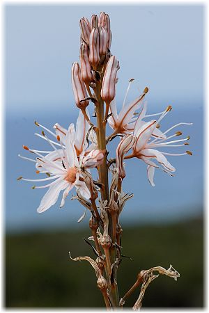 Asphodelus aestivus