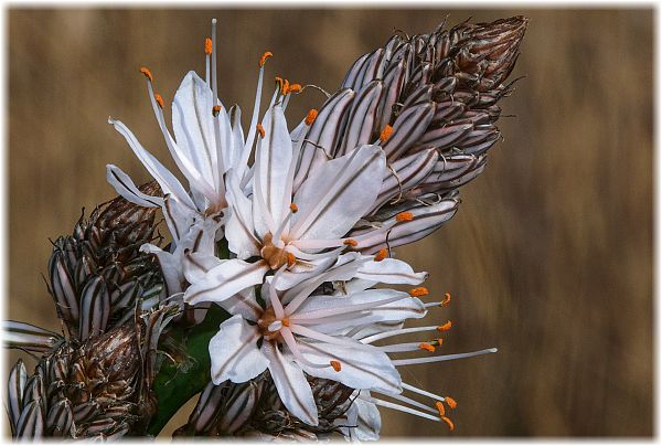 Asphodelus albus