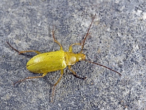 Cteniopus flavus