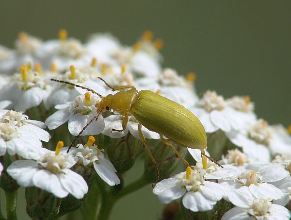 Cteniopus flavus