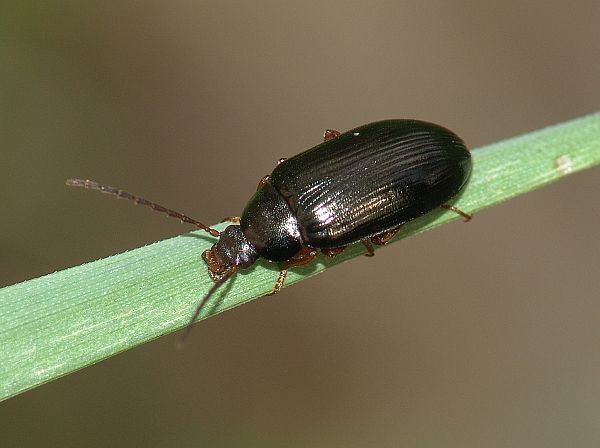 Gonodera luperus