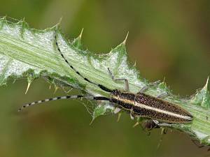 Agapanthia cardui