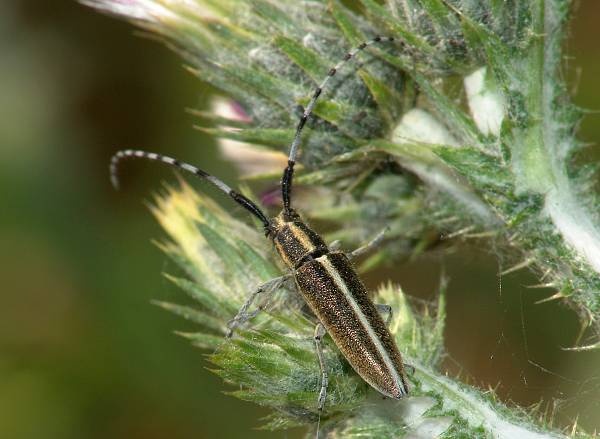 Agapanthia cardui