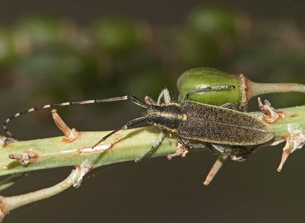 Agapanthia dahli