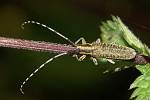 Agapanthia villosoviridescens