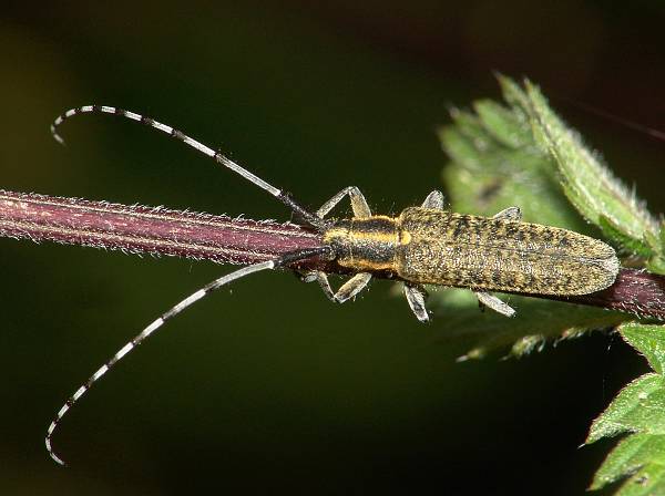 Agapanthia villosoviridescens