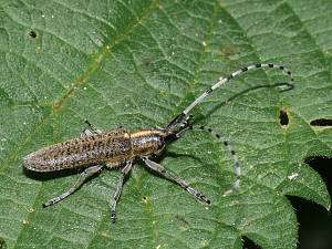 Agapanthia villosoviridescens