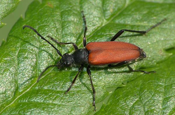 Anastrangalia sanguinolenta