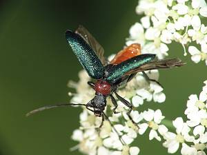 Carilia virginea