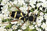 Clytus arietis