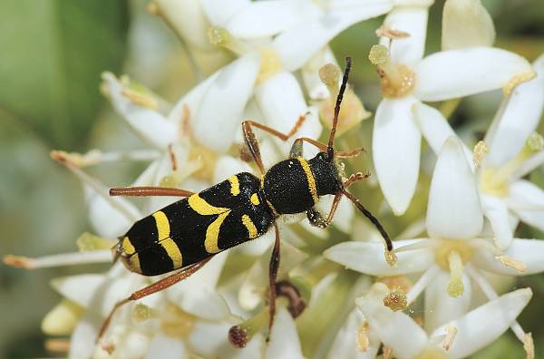 Clytus arietis