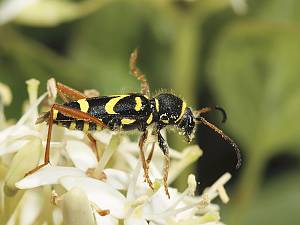 Clytus arietis