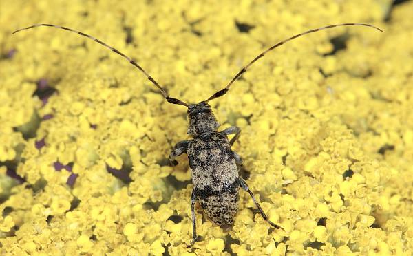 Leiopus nebulosus
