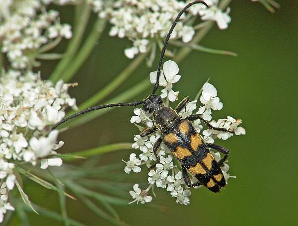 Leptura quadrifasciata