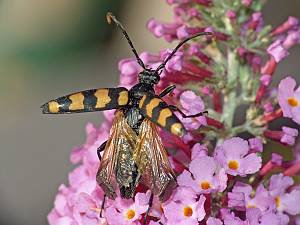 Leptura quadrifasciata