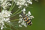 Leptura quadrifasciata