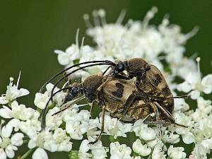 Pachytodes cerambyciformis