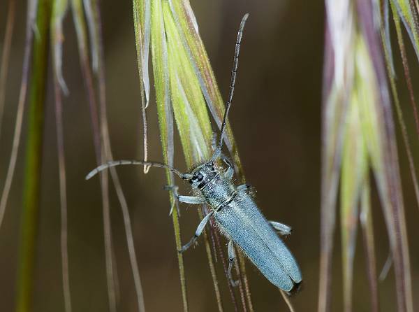 Opsilia coerulescens