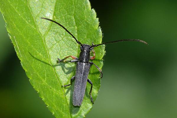 Phytoecia cylindrica