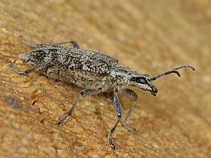 Rhagium inquisitor