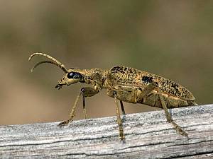 Rhagium mordax