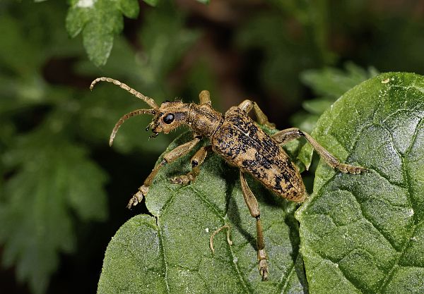 Rhagium sycophanta