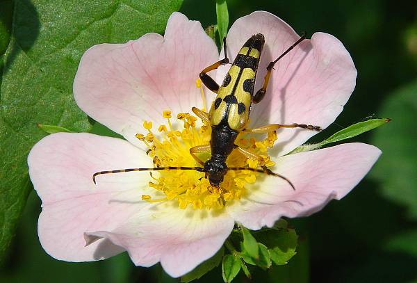 Rutpela maculata