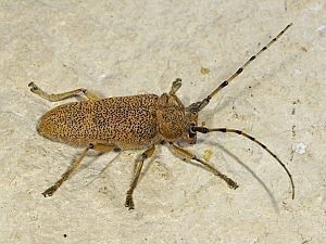 Saperda carcharias