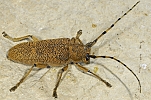 Saperda carcharias