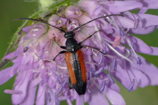 Stenurella melanura