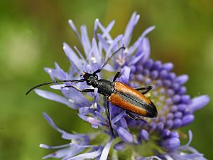 Stenurella melanura