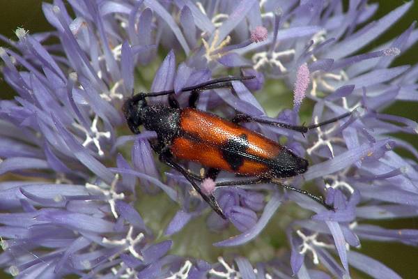 Stictoleptura cordigera