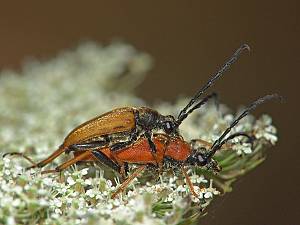 Stictoleptura rubra