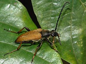 Stictoleptura rubra