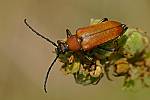 Stictoleptura rubra