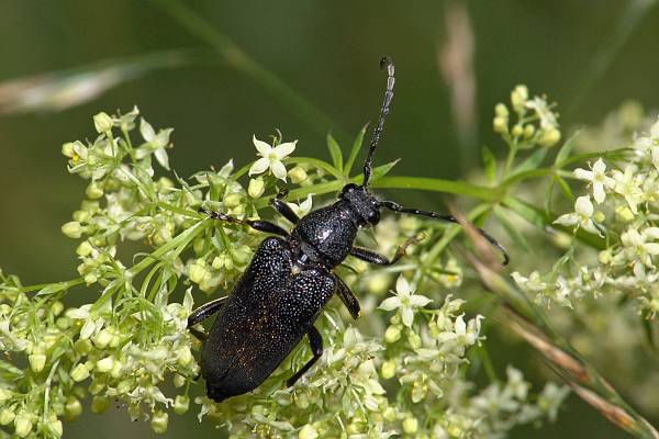 Stictoleptura scutellata