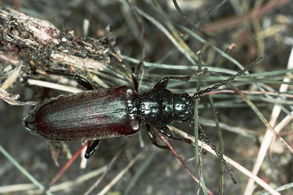 Tetropium castaneum